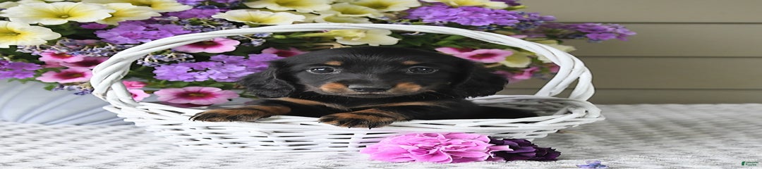 Lilly