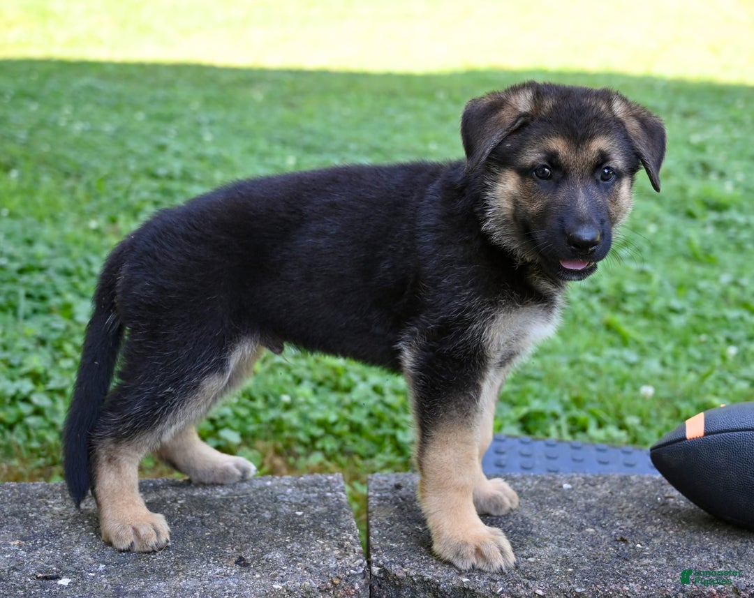 German Shepherd dogs for sale: Andre - Image 5
