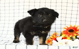 German Shepherd dogs for sale: Jackson - Image 1
