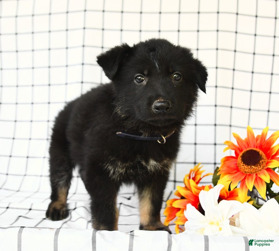 German Shepherd dogs for sale: Jackson - Image 1