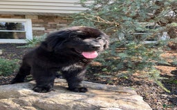 Newfoundland dogs for sale: Amara - Image 1