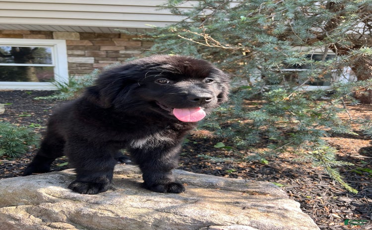 Newfoundland dogs for sale - Ad 1