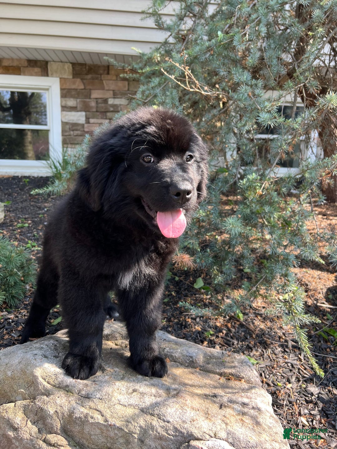 Newfoundland dogs for sale: Amara - Image 1