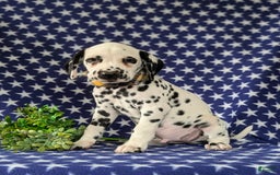 Dalmatian dogs for sale: Landen - Image 5