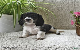 Miniature Dachshund dogs for sale: Laddie - Image 3