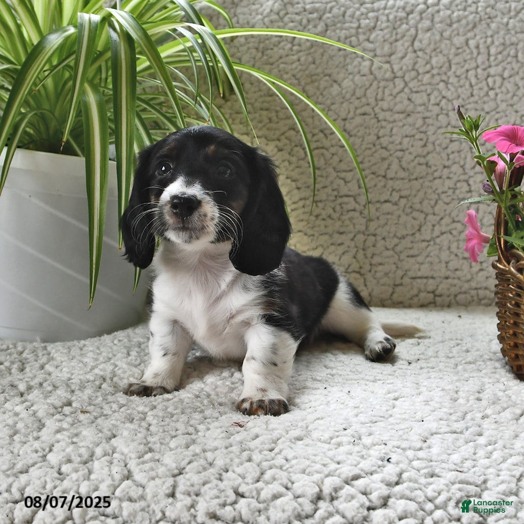 Miniature Dachshund dogs for sale: Laddie - Image 3