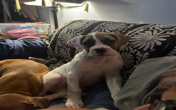 Boxer dogs for sale: Skylar - Image 1