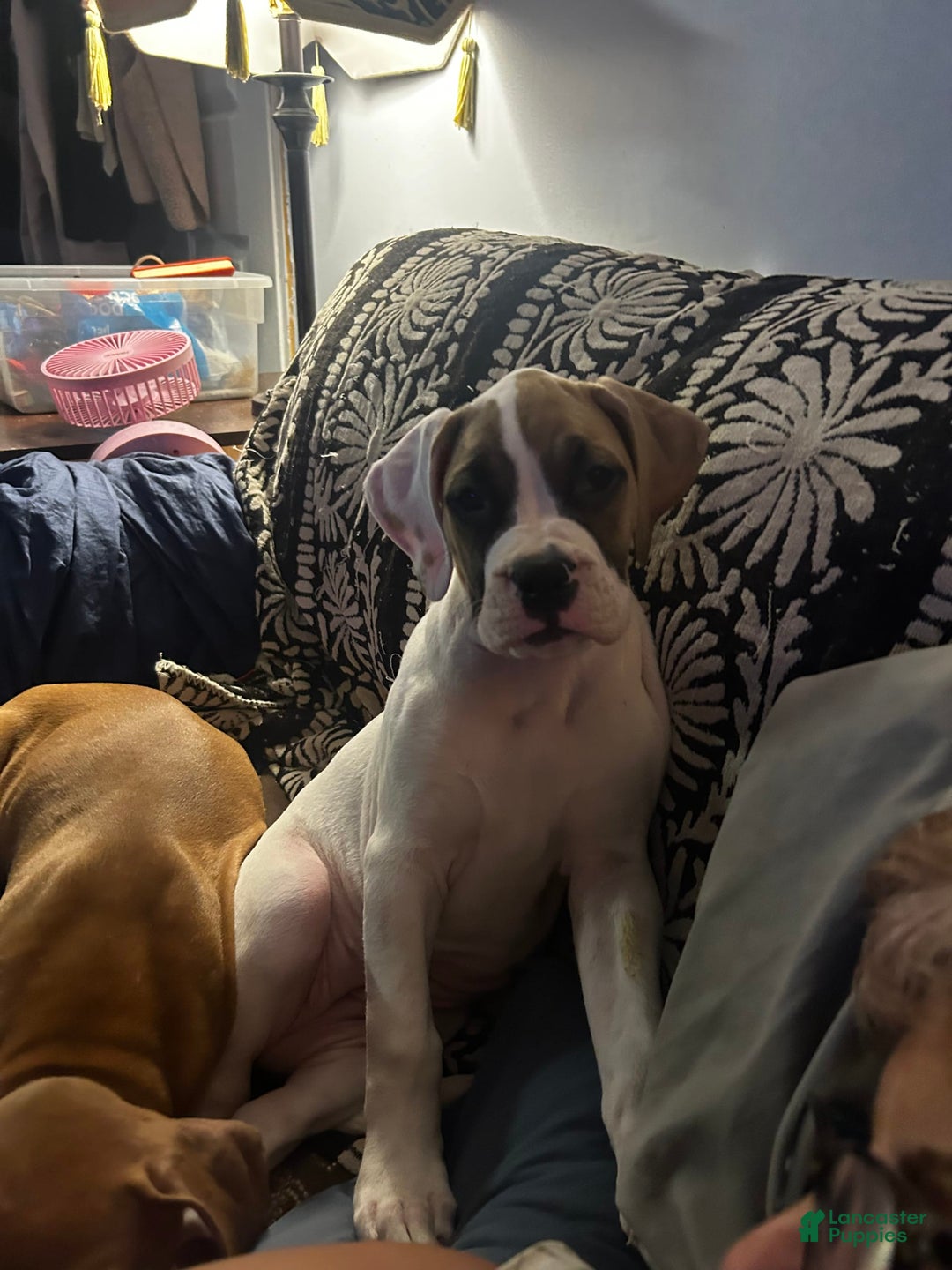 Boxer dogs for sale: Skylar - Image 1