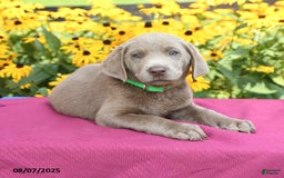 Labrador Retriever dogs for sale: Cody - Image 4