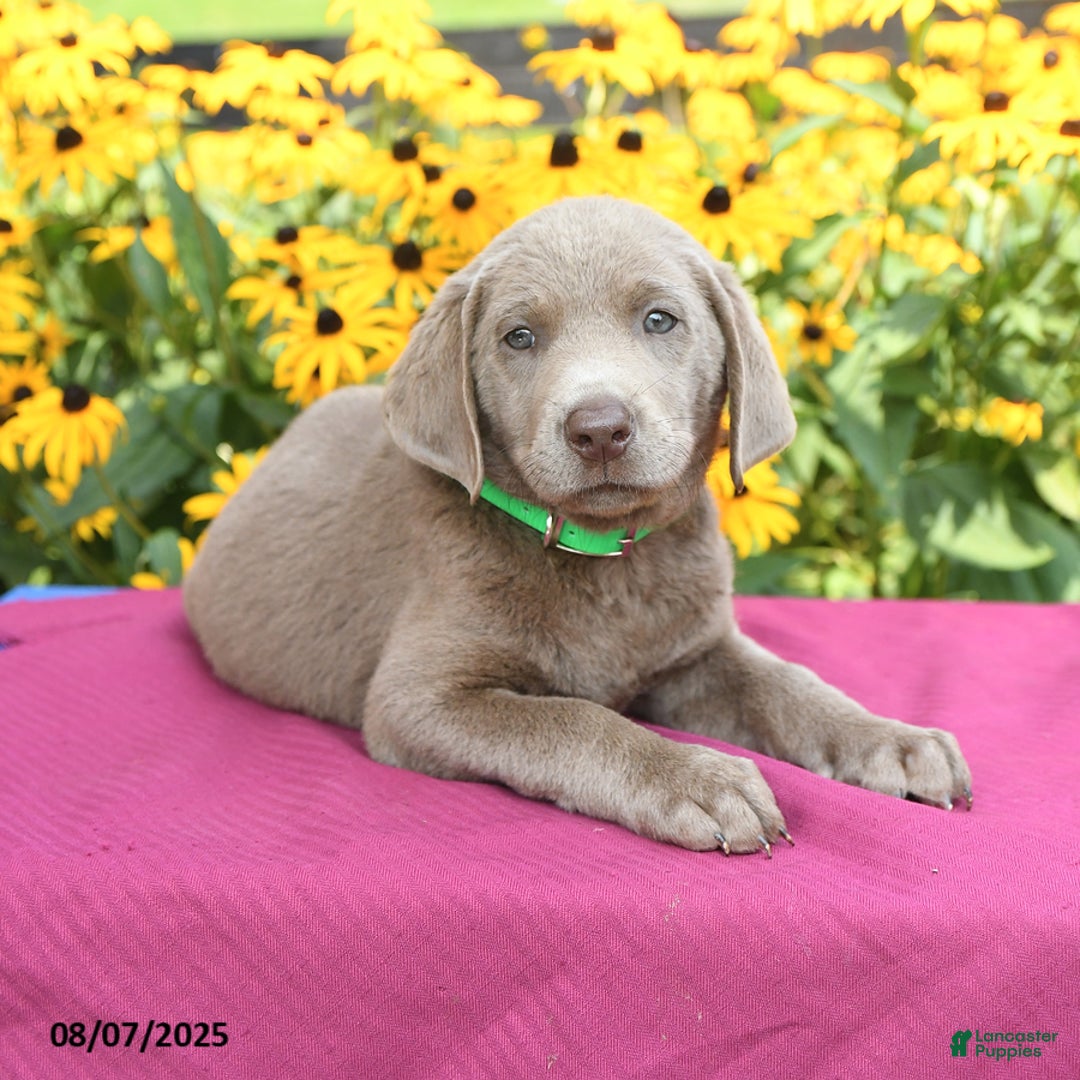 Labrador Retriever dogs for sale: Cody - Image 4
