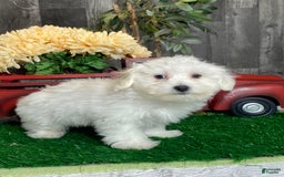 Coton De Tulear dogs for sale: Ashton - Image 2