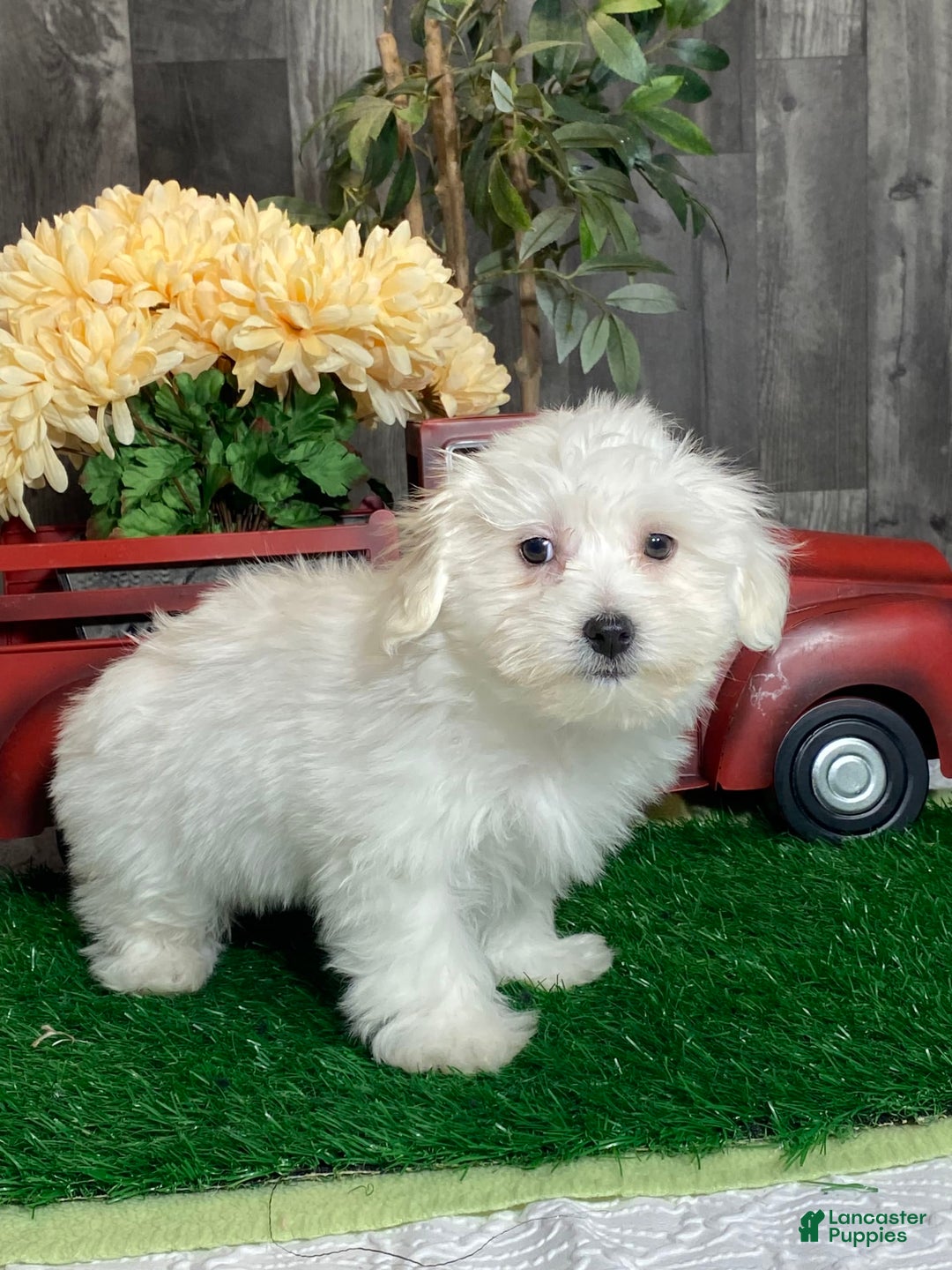 Coton De Tulear dogs for sale: Ashton - Image 2