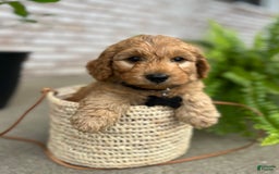 Goldendoodle dogs for sale: Charlie - Image 4