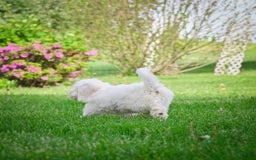 Bichpoo dogs for sale: Baba - Listing for pets: Baba, Biko, Buddy, Bo, Benny, Barry, Betty - Image 2