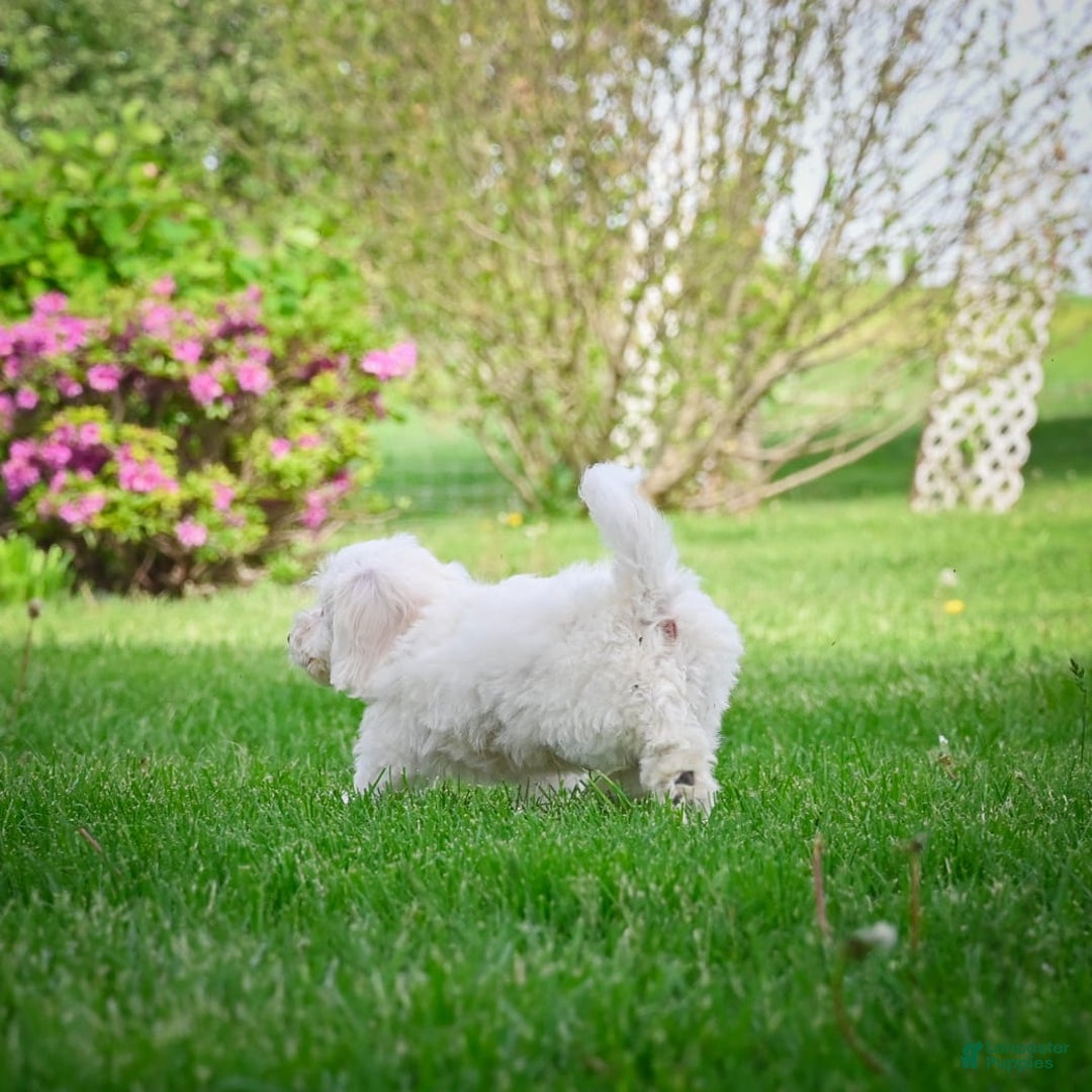 Bichpoo dogs for sale: Baba - Listing for pets: Baba, Biko, Buddy, Bo, Benny, Barry, Betty - Image 2