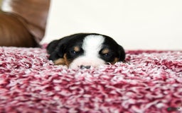 Greater Swiss Mountain Dog dogs for sale: Felix - Image 7