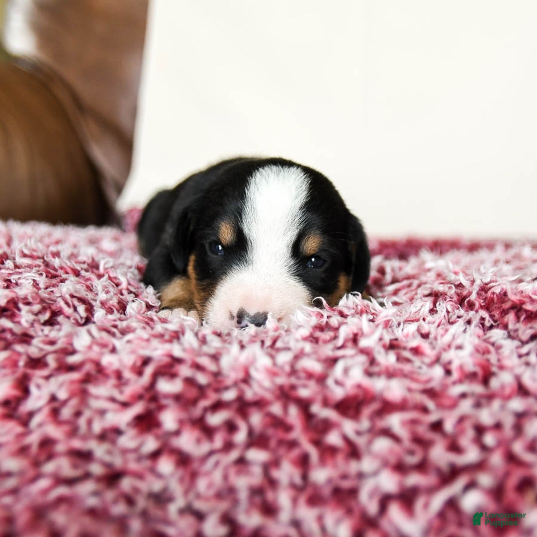 Greater Swiss Mountain Dog dogs for sale: Felix - Image 7