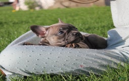 French Bulldog dogs for sale: French Bulldog 3 puppies - Image 38