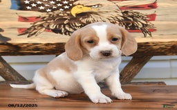 Beagle dogs for sale: Betzy - Image 1