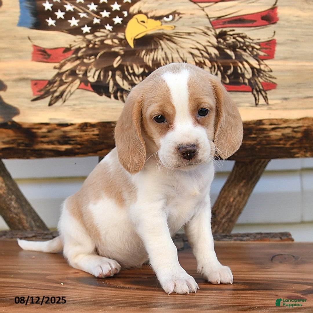 Beagle dogs for sale: Betzy - Image 1