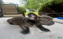 French Bulldog dogs for sale: Puppy 4 - Image 3