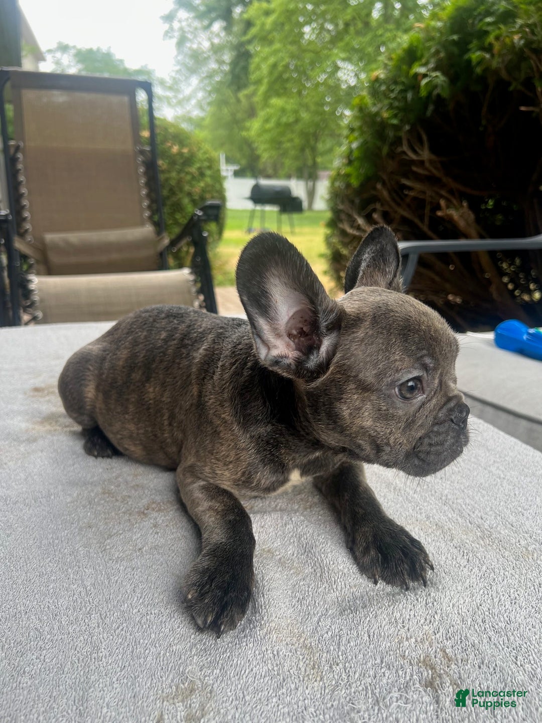 French Bulldog dogs for sale: Puppy 4 - Image 3