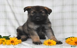German Shepherd dogs for sale: Juliette - Image 4