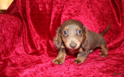 Miniature Dachshund dogs for sale: Bingo - Image 27