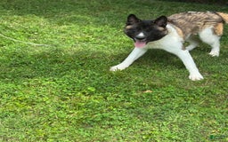 Akita dogs for sale: Jasper - Image 10