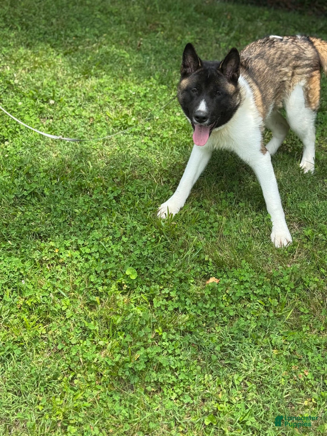 Akita dogs for sale: Jasper - Image 10