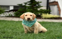 Labrador Retriever dogs for sale: Willow - Image 2