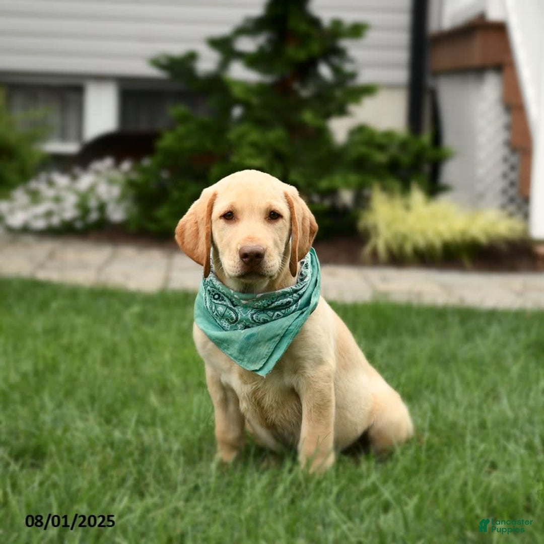 Labrador Retriever dogs for sale: Willow - Image 2
