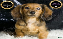 Miniature Dachshund dogs for sale: River - Image 2