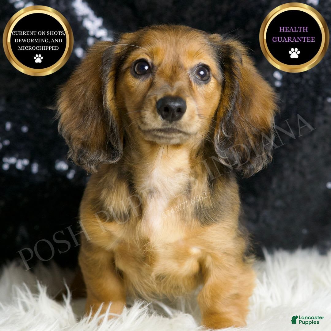 Miniature Dachshund dogs for sale: River - Image 2