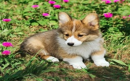 Welsh Corgi Pembroke dogs for sale: Trey Fluffy - Image 6