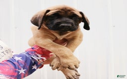 English Mastiff dogs for sale: Peaches - Image 1