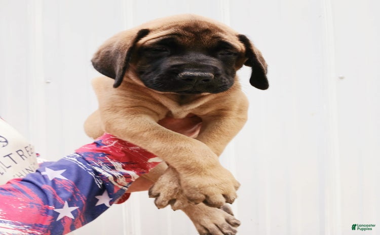 English Mastiff dogs for sale - Ad 2