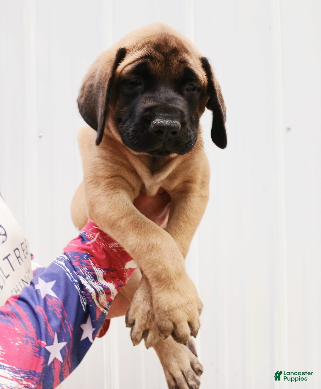 English Mastiff dogs for sale: Peaches - Image 1