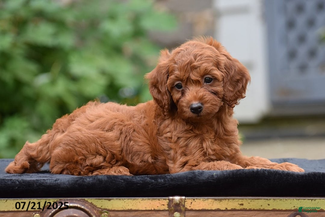 Mini Goldendoodle dogs for sale: Zoey - Image 6