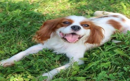 Cavalier King Charles Spaniel dogs for sale: Sage - Image 7