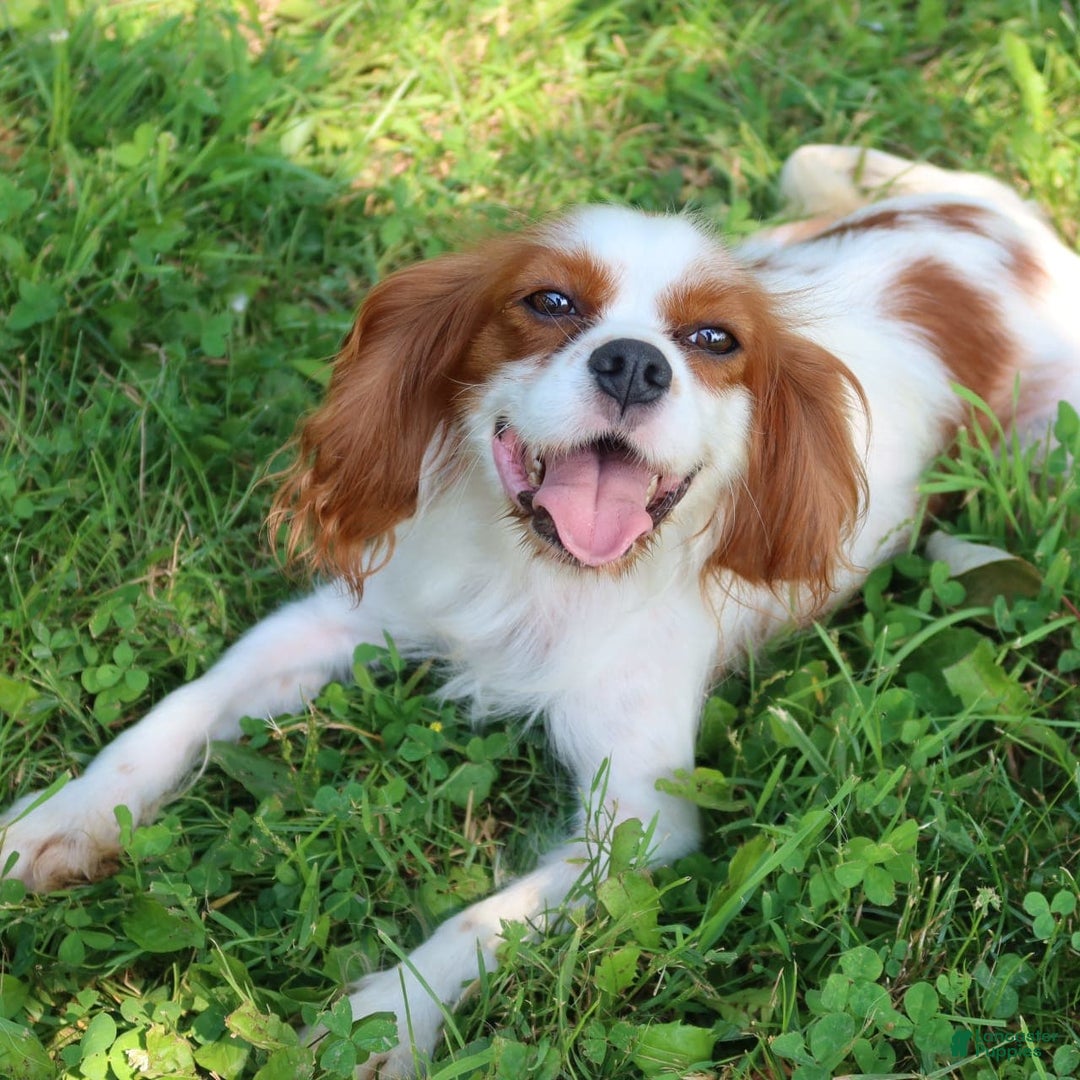 Cavalier King Charles Spaniel dogs for sale: Sage - Image 7