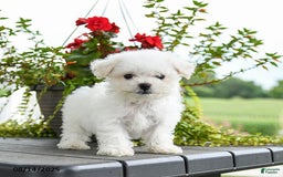 Bichon Frise dogs for sale: Pepper - Image 2