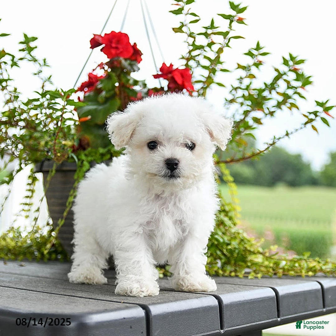 Bichon Frise dogs for sale: Pepper - Image 2