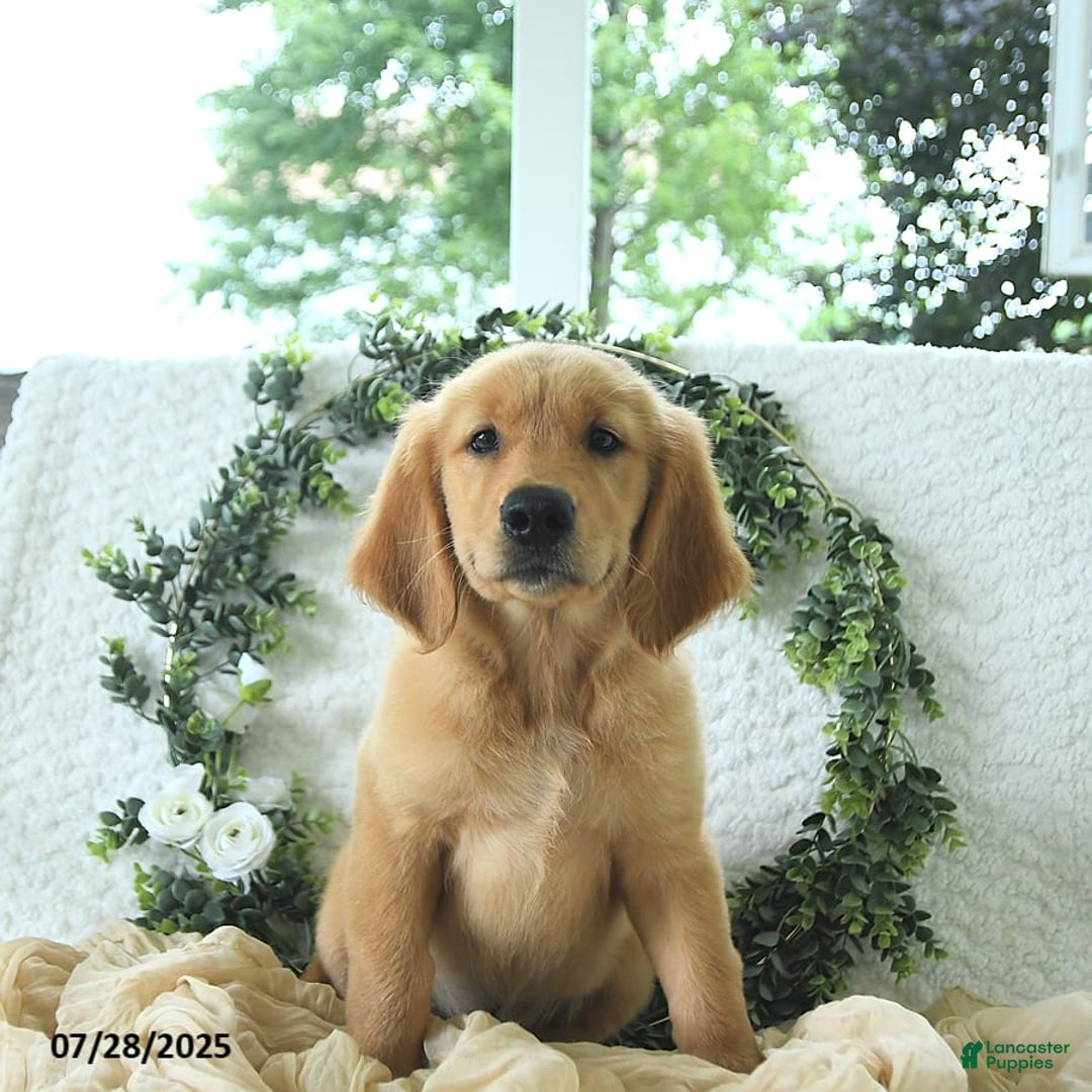 Golden Retriever dogs for sale: Andy - Image 2