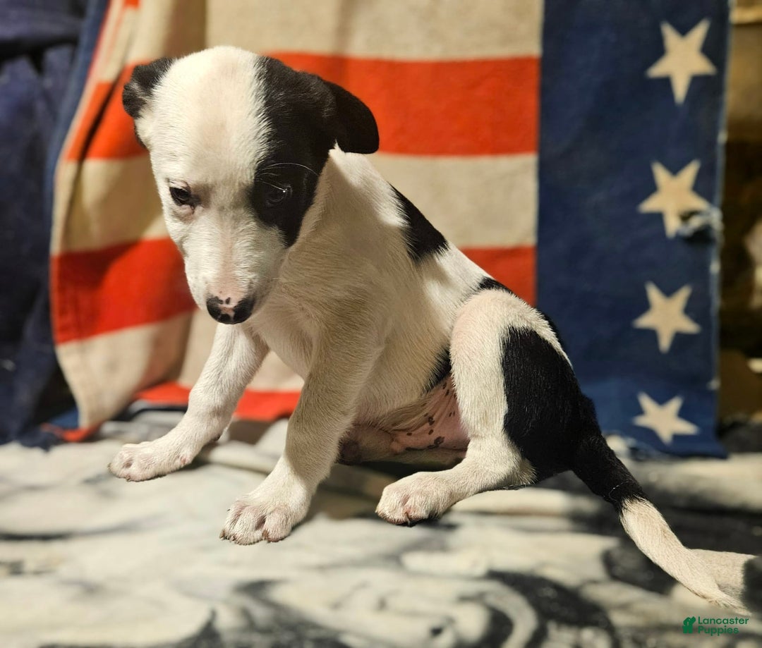 Border Collie dogs for sale: Justi - Image 6