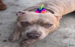 American Pit Bull Terrier dogs for sale: Pink - Image 8