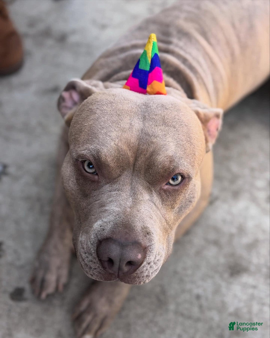 American Pit Bull Terrier dogs for sale: Pink - Image 8