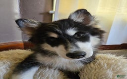 Pomsky dogs for sale: Momo - Image 2