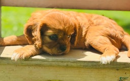 Cavalier King Charles Spaniel dogs for sale: Rose - Image 2