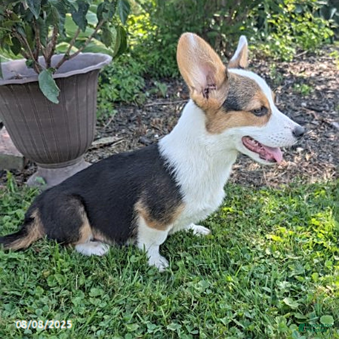 Welsh Corgi Pembroke dogs for sale: Cooper - Image 4
